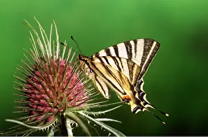 Pascal Goetgheluck: SCARCE SWALLOWTAIL BUTTERFLY