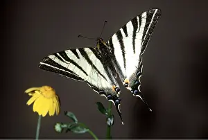 Scarce: SCARCE SWALLOWTAIL BUTTERFLY