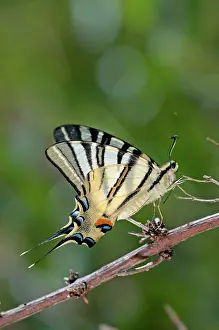 Scarce: Scarce Swallowtail Butterfly on branch