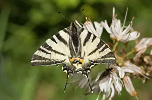 Scarce: Scarce Swallowtail Butterfly on White Asphodel France