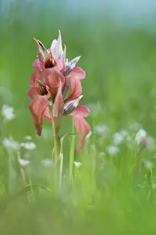 Scarce: Scarce Tongue Orchid