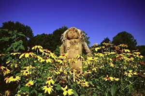 Aster: Scarecrow and Black-Eyed Susans