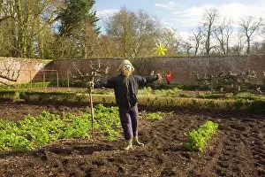 Walled: Scarecrow in organic walled garden at Dean's Court