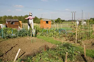 Allotment: Scarecrow on public allotments vegetable plots