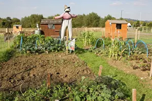 Allotment: Scarecrow on public allotments vegetable plots