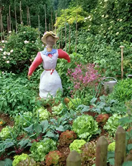 Beet: Scarecrow in vegetable garden