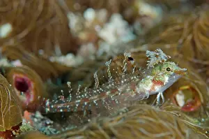 Triplefin: Scarf Triplefin