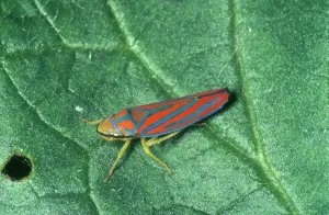 Coccinea: Scarlet-and-green Leafhopper