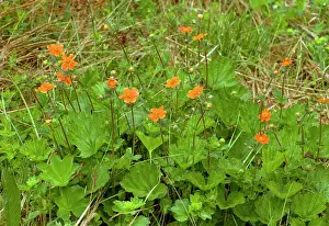 Avens: Scarlet Avens - in the Pirin mountains