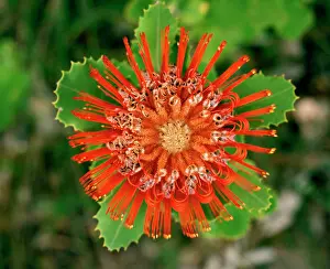 Coccinea: Scarlet Banksia