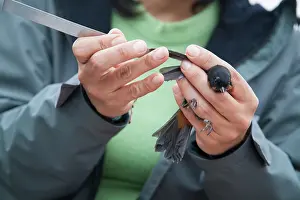 Scientists: scarlet-bellied mountain tanager