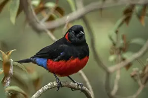 Anisognathus: Scarlet-bellied Mountain Tanager (Anisognathus igniventris)
