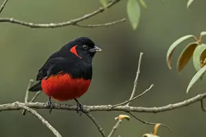 Anisognathus: Scarlet-bellied Mountain Tanager (Anisognathus igniventris)