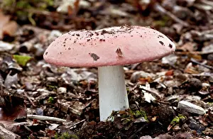 Russula: Scarlet Brittle-gill - in oak woodland
