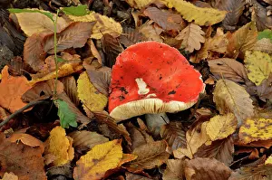 Doise: Scarlet Brittlegill, Chaumontel, For t de Coye