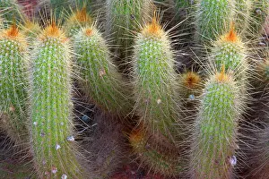 Firecracker: Scarlet Bugler / Firecracker Cactus / Cleistocactus