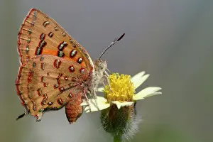 Commom: Scarlet butterfly