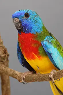 Distributions: Scarlet-chested Parrot male wild phenotype