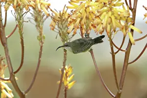 Sunbirds: Scarlet-chested Sunbird