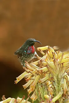 Sunbirds: Scarlet-chested Sunbird