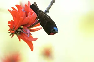 Senegalensis: Scarlet-chested Sunbird