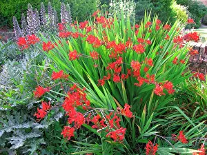 Acanthus: Scarlet coloured Crocosmia (Foreground)