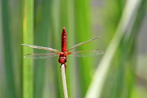 Erythraea: Scarlet Dragonfly