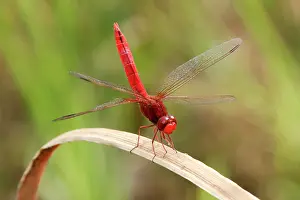 Erythraea: Scarlet Dragonfly