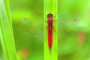 Erythraea: Scarlet Dragonfly