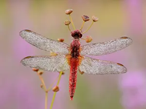 Erythraea: Scarlet Dragonfly