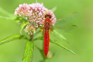 Eupatorium: Scarlet Dragonfly