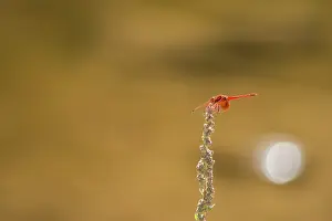 Flare: Scarlet Dragonfly (Crocothemis erythraea) asked