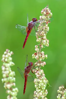 Odonate: Scarlet dragonfly (Crocothemis erythraea), Central