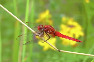 Odonate: Scarlet dragonfly (Crocothemis erythraea), male