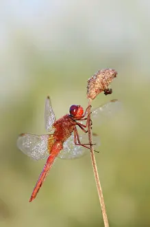 Odonate: Scarlet dragonfly (Crocothemis erythraea), male