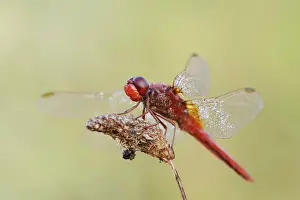Odonate: Scarlet dragonfly (Crocothemis erythraea), male