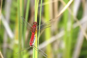 Dragonflies: Scarlet Dragonfly, summer, Germany