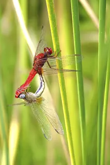 Dragonflies: Scarlet Dragonfly, summer, Germany