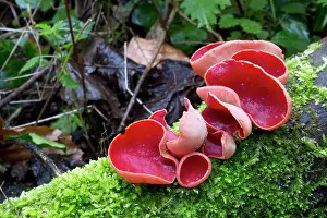 Toadstools: Scarlet Elf Cup