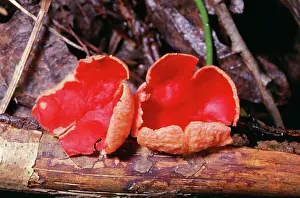 Coccinea: Scarlet Elf-cup Fungi - woodland fungus