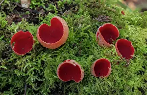 Eukaryotes: Scarlet elf cup, Sarcoscypha coccinea, ( Peziza
