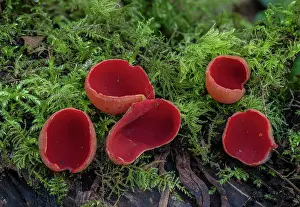 Eukaryotes: Scarlet elf cup, Sarcoscypha coccinea, ( Peziza