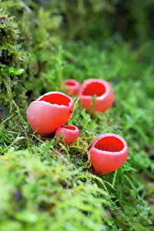 Coccinea: Scarlet Elf Cup - winter