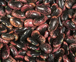 Beans: Scarlet Emperor beans (Phaseolus coccineus)