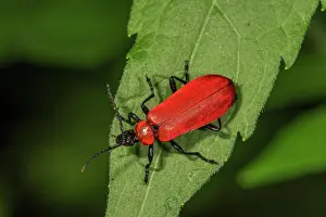 Fire: Scarlet fire beetle (Pyrochroa coccinea) on a leaf