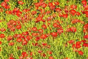 Geraniales: Scarlet Flax seed (Linum grandiflorum) Rubrum