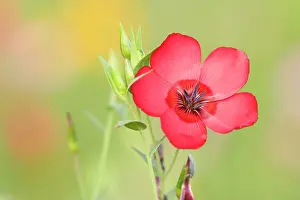 Rubrum: Scarlet Flax - single blossom of a scarlet flax