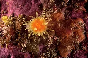 Regia: Scarlet and Gold Cup Coral