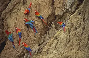 Themes: Scarlet and Green-Winged Macaws