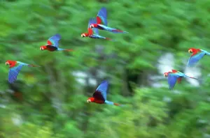 Macaws: Scarlet and green-winged macaws in flight
